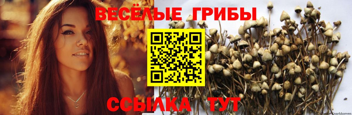 Псилоцибиновые грибы прущие грибы  Вход с VPN  Сафоново 